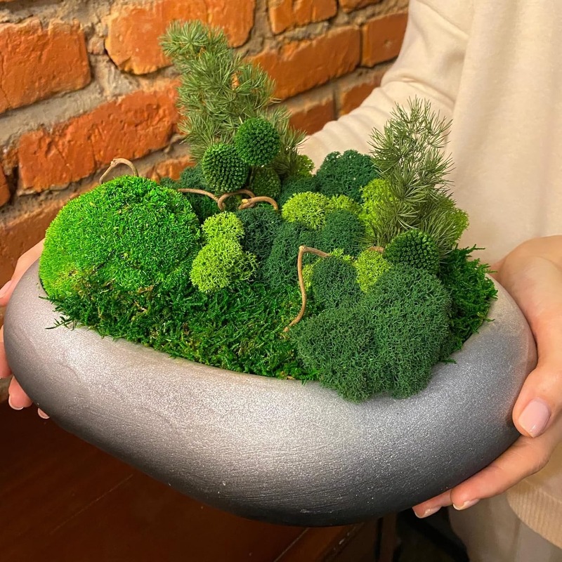 Plantas Verdes Artificiais, Mu - Sphagnum Moss Dry avaliação e preço