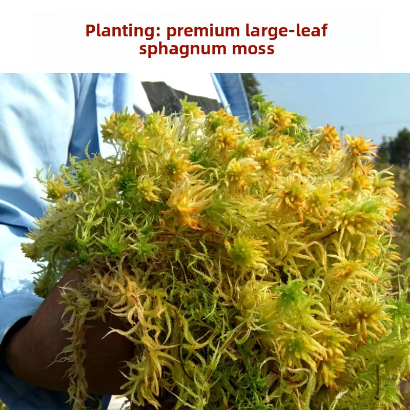 Musgo Sphagnum Seco de Grau A, - Sphagnum Moss Dry avaliação e preço