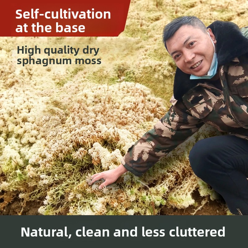 Musgo Sphagnum Seco de Grau A, - Sphagnum Moss Dry avaliação e preço
