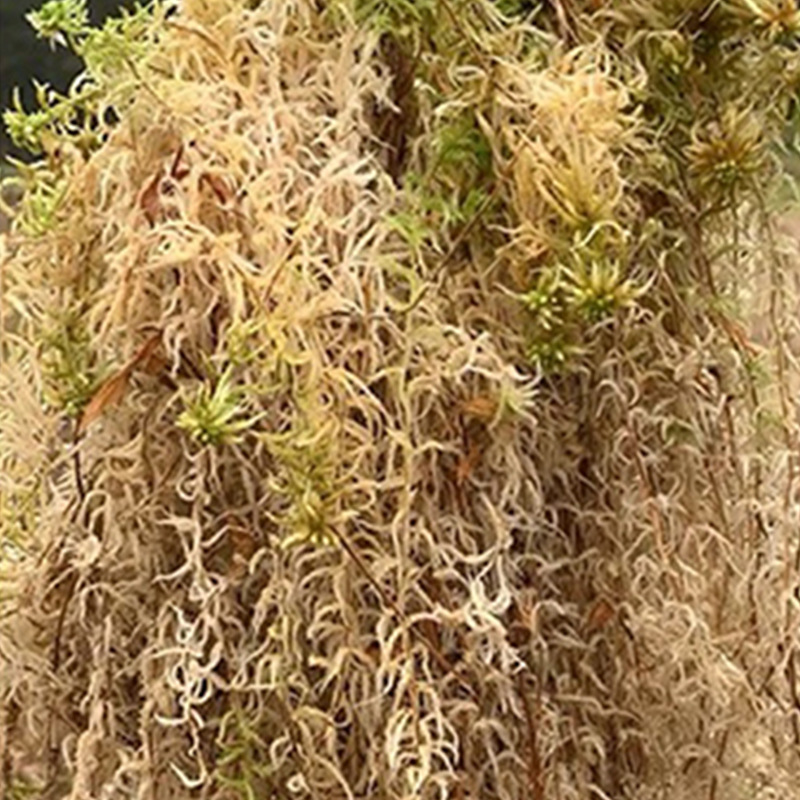 Substrato de Musgo Sphagnum pa - Sphagnum Moss Dry avaliação e preço