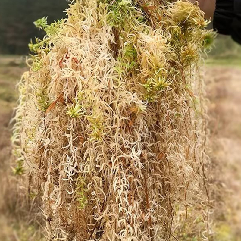 Substrato de Musgo Sphagnum pa - Sphagnum Moss Dry avaliação e preço